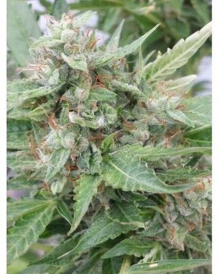 Семена конопли Joint Doctor (High Bred Seeds) - The Ogre (fem./auto) 02028