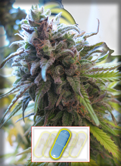Autofem Seeds - Auto BlueKush (fem./auto) 01617