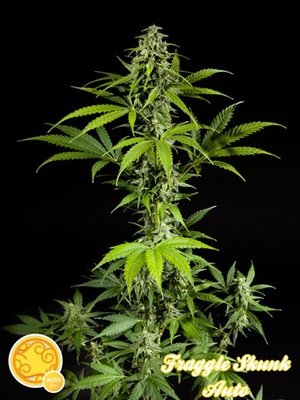 Philosopher Seeds - Fraggle Skunk Auto (auto/fem.) 03185