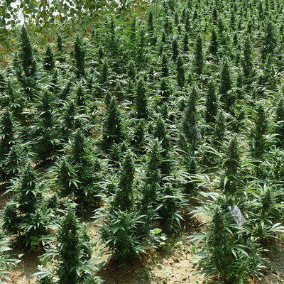 T.H. Seeds - Auto Northern HOG (auto/fem.) 03739