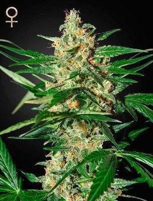 Strain Hunters - Damnesia Autoflowering (auto/fem.) 05107