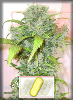 Autofem Seeds - Auto Fuel (fem./auto) 01625