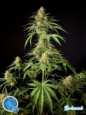 Philosopher Seeds - Gokunk (fem.) 03190