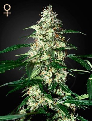 Strain Hunters - Skunk Auto (auto/fem.) 05110