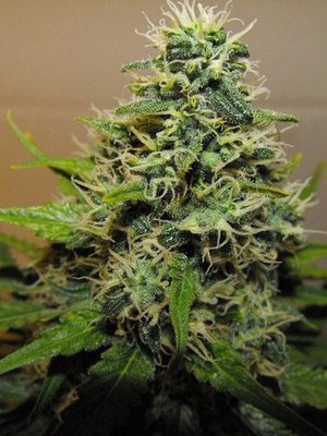 Reserva privada (DNA Genetics Seeds) - R.K.S. (fem.) 04073