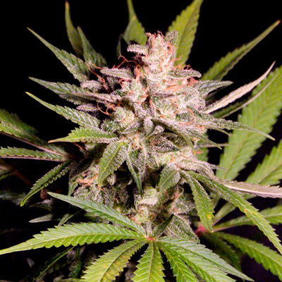 Reserva privada (DNA Genetics Seeds) - Silver Bubble (reg.) 03369