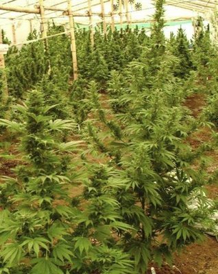 Reserva Privada (DNA Genetics Seeds) - Reserva Connoisseurs Mix (reg.) 04071