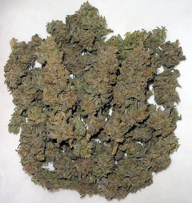 Reserva Privada (DNA Genetics Seeds) - X18 Pure Pakistani (reg.) 04070