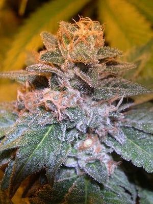 Reserva Privada (DNA Genetics Seeds) - Tora Bora (fem.) 04077