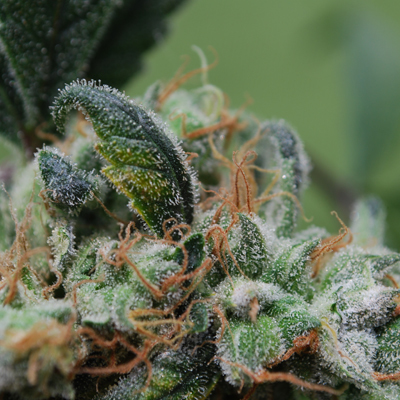 Female Seeds - Blueberry Cheesecake (fem.) 03067