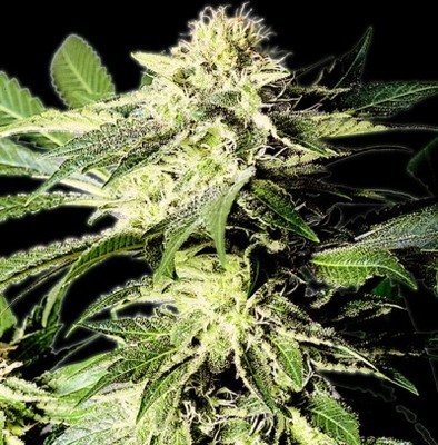 The Bulldog Seeds - The Bulldog Skunk (fem.) 03659