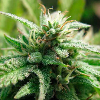 Nirvana Seeds - Royal Flush (fem.) 03295