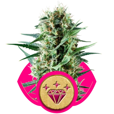 Royal Queen Seeds - Special Kush #1 (fem.) 03042