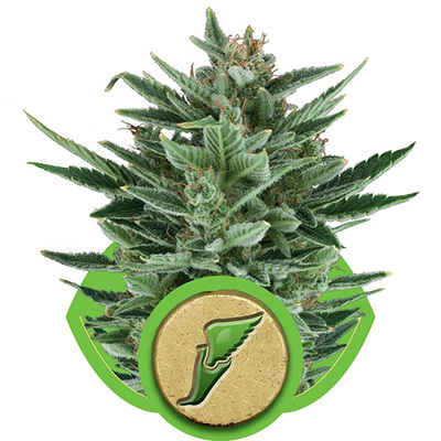 Royal Queen Seeds - Quick One (auto/fem.) 04043