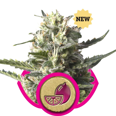 Royal Queen Seeds - Lemon Haze (fem.) 02901