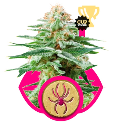 Royal Queen Seeds - White Widow (fem.) 03048
