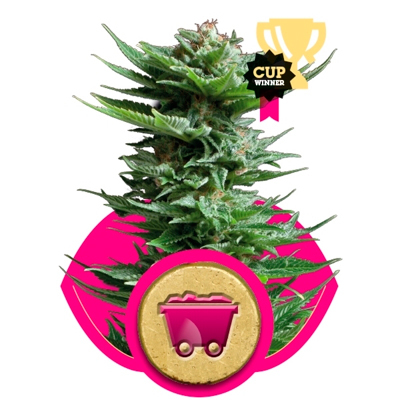 Royal Queen Seeds - Shining Silver Haze (fem.) 03029