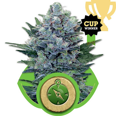 Royal Queen Seeds - Northern Light Automatic (auto/fem.) 04042