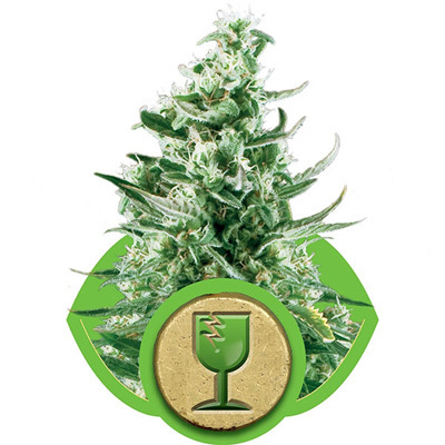 Royal Queen Seeds - Royal Critical Automatic (auto/fem.) 04054