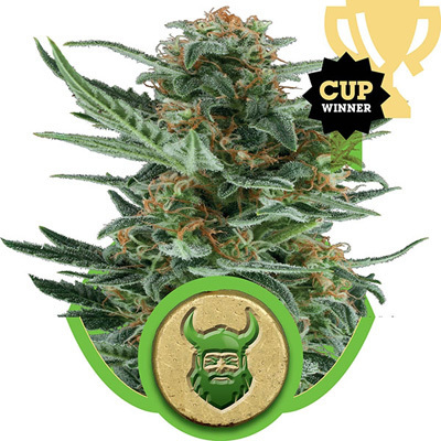Royal Queen Seeds - Royal Dwarf (auto/fem.) 04055