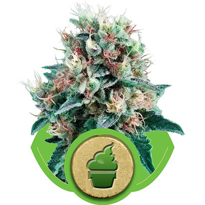 Royal Queen Seeds - Royal Creamatic (auto/fem.) 04050