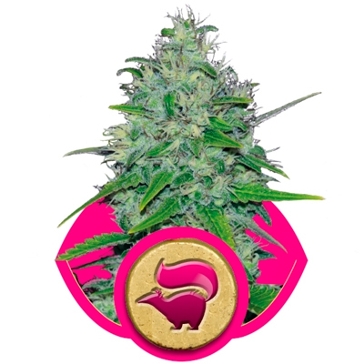 Royal Queen Seeds - Skunk XL (fem.) 03034