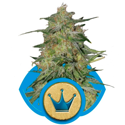 Royal Queen Seeds - Royal Highness (fem.) 03022