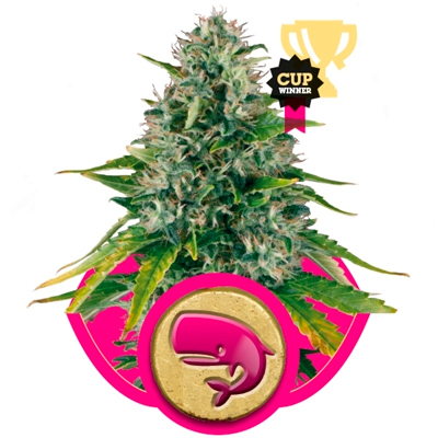 Royal Queen Seeds - Royal Moby (fem.) 03028