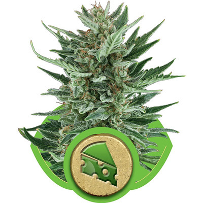 Royal Queen Seeds - Royal Cheese Automatic (auto/fem.) 04049
