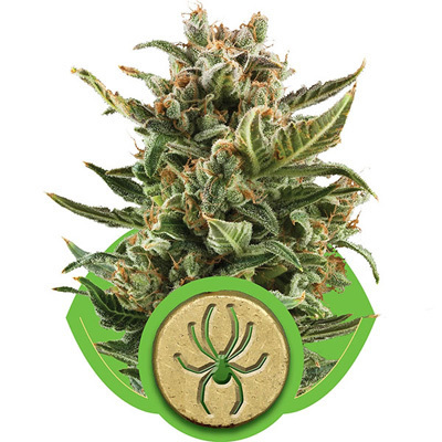 Royal Queen Seeds - White Widow Automatic (auto/fem.) 04066