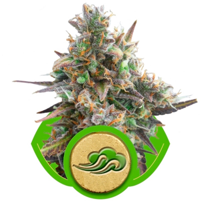 Royal Queen Seeds - Royal Bluematic (auto/fem.) 03146