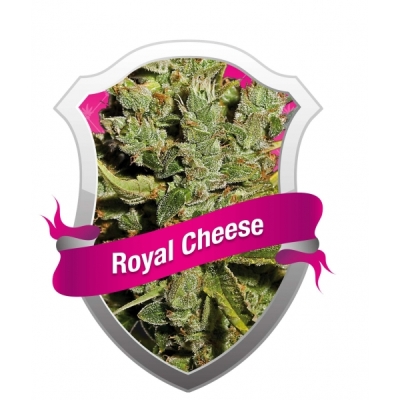 Royal Queen Seeds - Royal Cheese (fem.) 02929