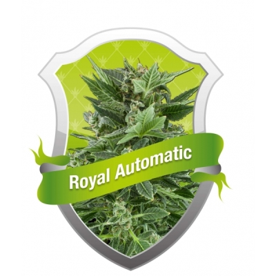 Royal Queen Seeds - Royal Automatic (auto/fem.) 04048