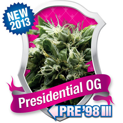 Royal Queen Seeds - Presidental O.G. (fem.) 03049