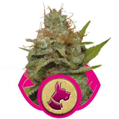 Royal Queen Seeds - Kali Dog (fem.) 02900