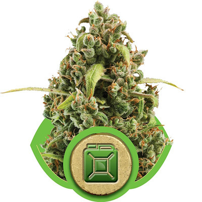 Royal Queen Seeds - Diesel Automatic (auto/fem.) 04037