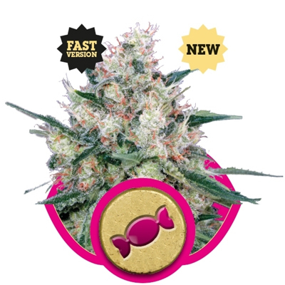 Royal Queen Seeds - Royal Caramel Express Fast Version (fem.) 02924