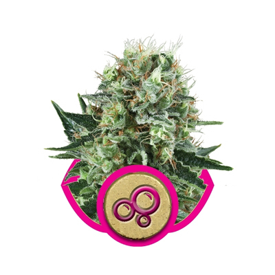 Royal Queen Seeds - Bubble Kush (fem.) 02877