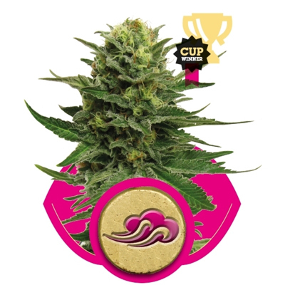 Royal Queen Seeds - Blue Mistic (fem.) 02876