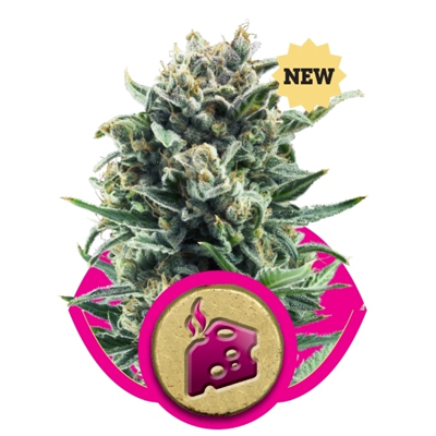Royal Queen Seeds - Blue Cheese (fem.) 02872