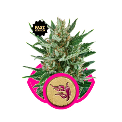 Royal Queen Seeds - Speedy Chile Fast Version (fem.) 03044