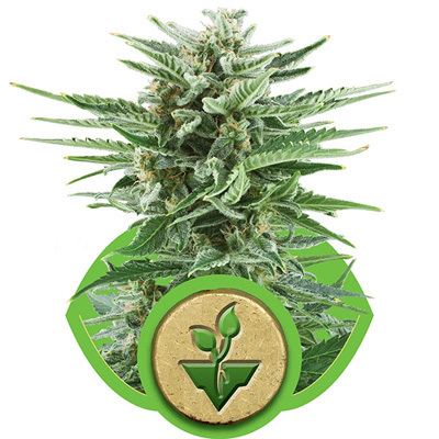 Royal Queen Seeds - Easy Bud (auto/fem.) 04041