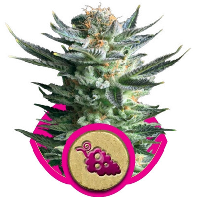 Royal Queen Seeds - Fruit Spirit (fem.) 02897