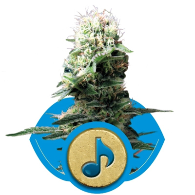 Royal Queen Seeds - Dance World (fem.) 02895