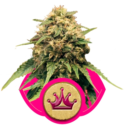 Royal Queen Seeds - Special Queen #1 (fem.) 03043