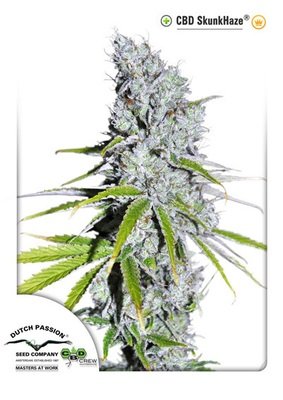 Dutch Passion - CBD Skunk Haze (fem.) 03408
