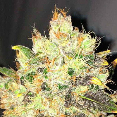 Nirvana Seeds - Supreme CBD Durban (fem.) 03300