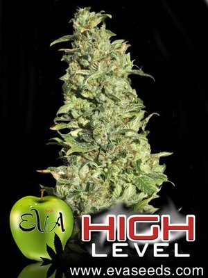 Eva Seeds - High Level (fem.) 02610