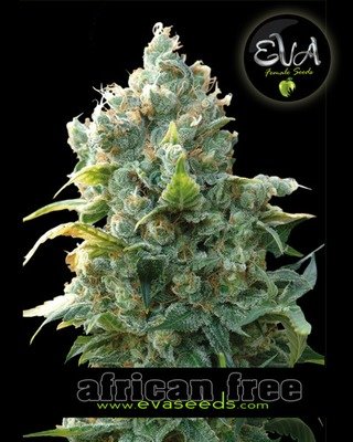 Eva Seeds - African Free (fem.) 02609