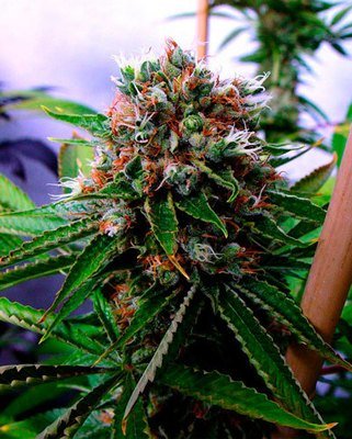 Soma Seeds - Buddha Sister (reg.) 05103